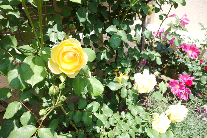 屋上庭園のバラ